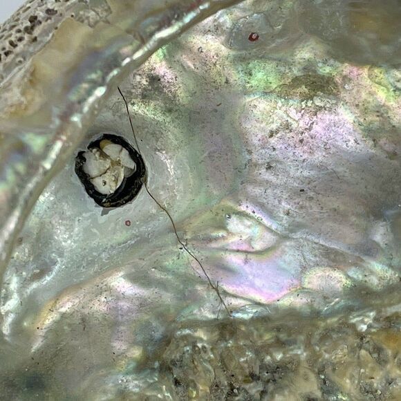 Large 8”x 6” Vintage Estate Red Abalone Shell 1lb 1oz Old Trinket Dish Display - Picture 3 of 12